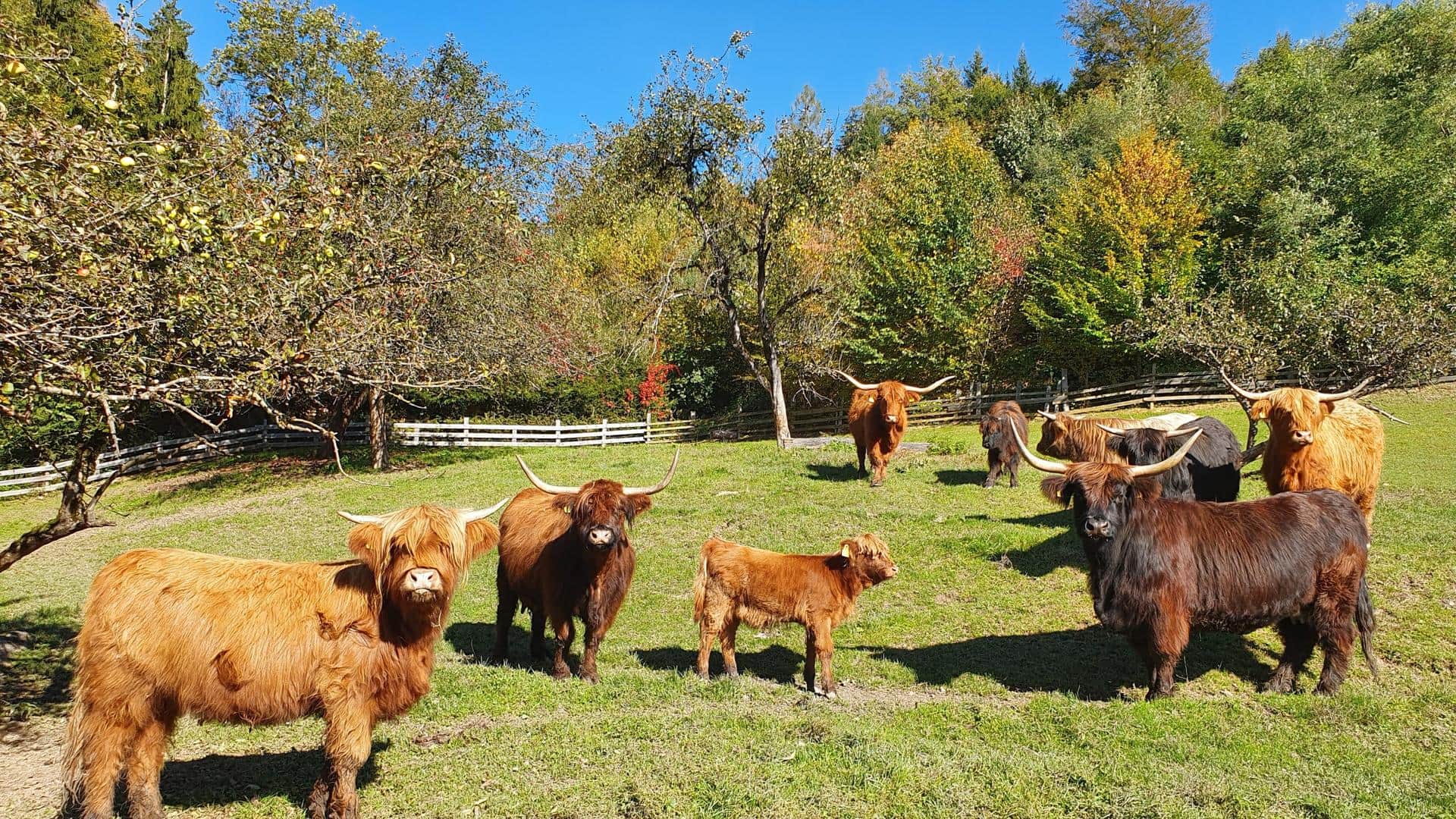 Unsere Herde auf der Herbstweide