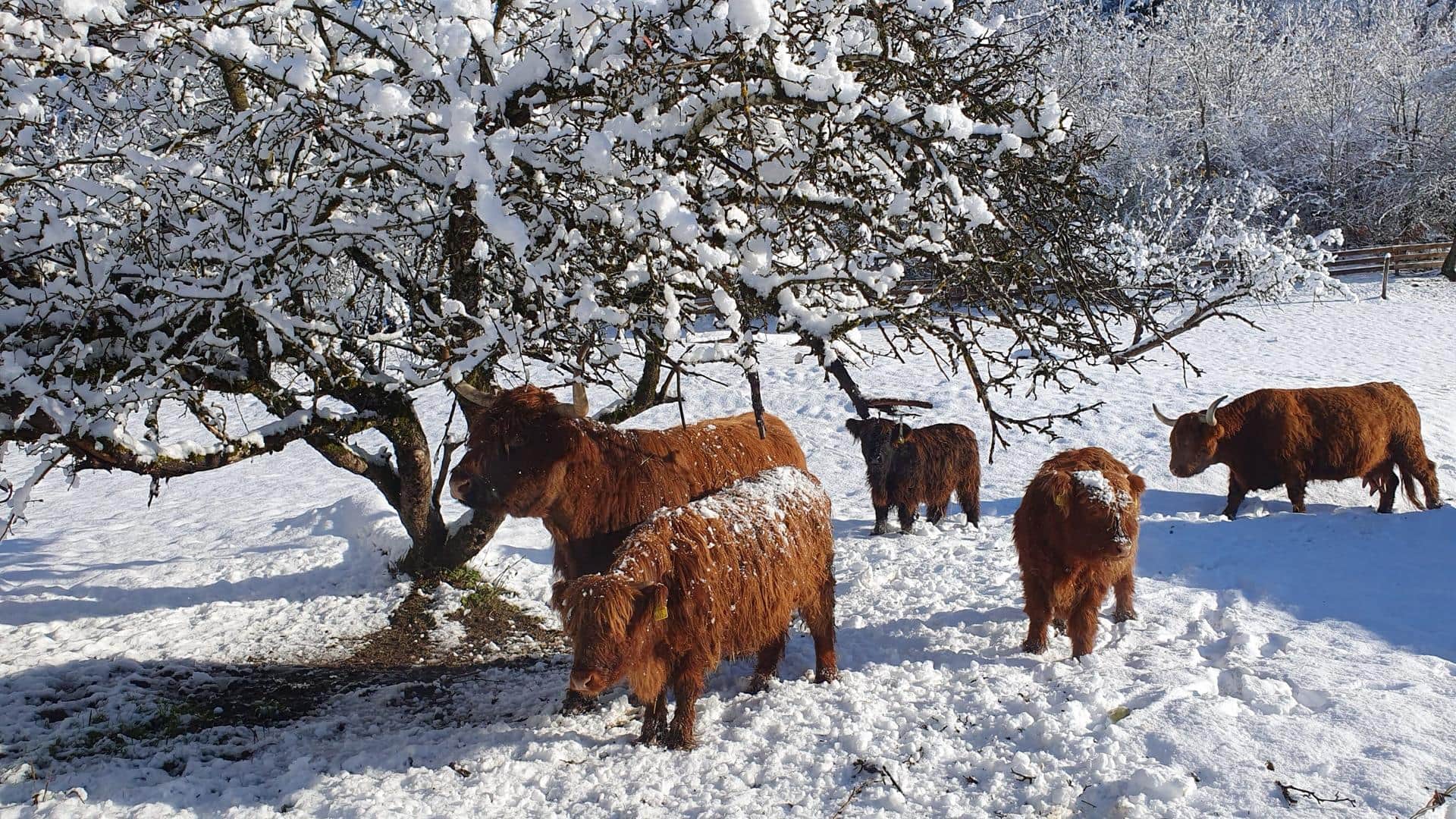Ganzjährige Freilandhaltung – auch im Winter