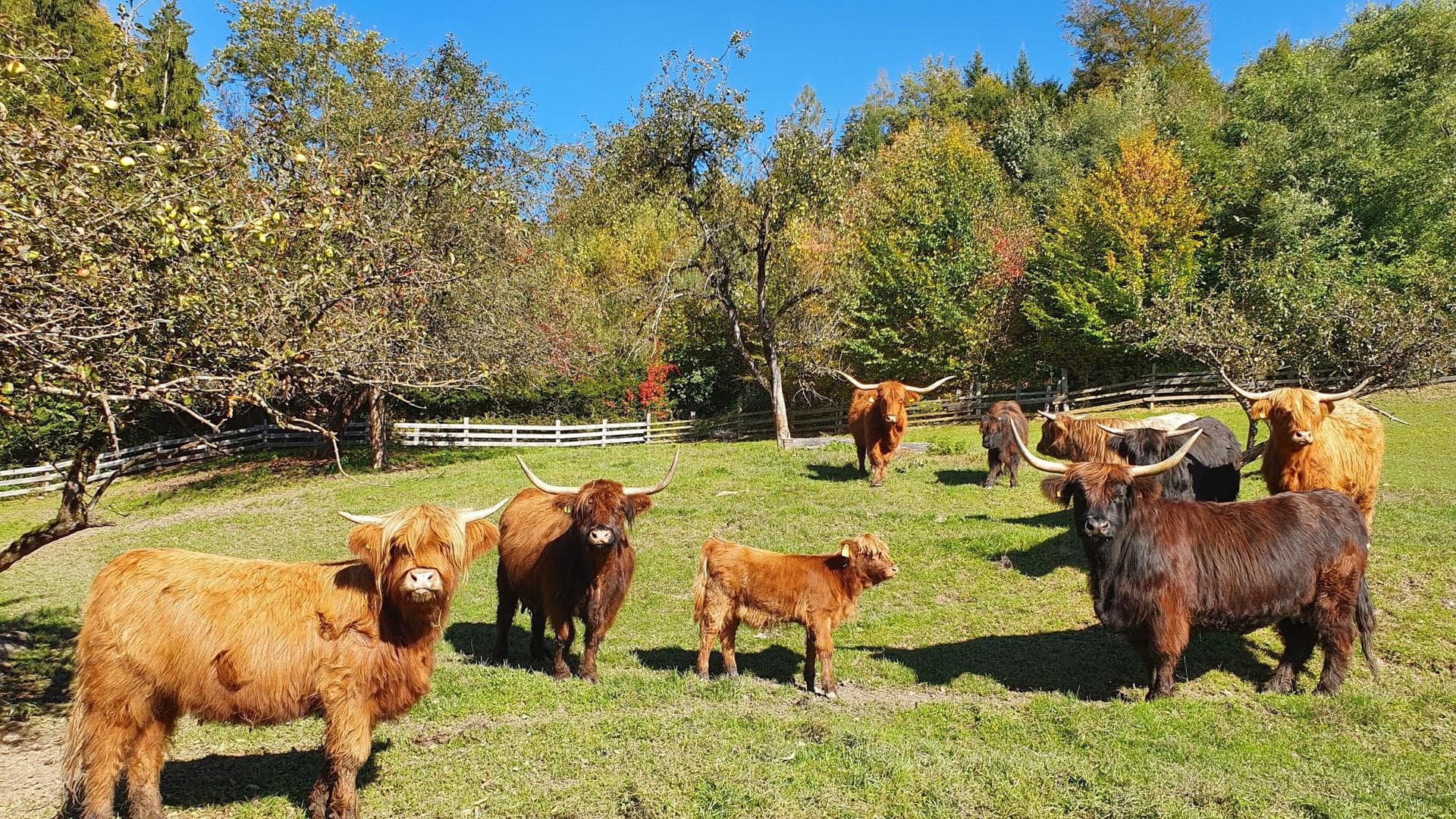 Hochlandrind-Herde auf der Herbstweide