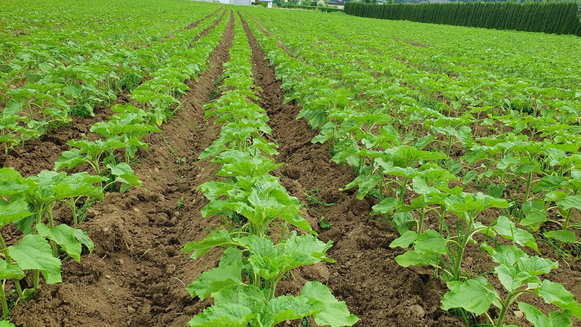 Junge Sonnenblumenpflanzen in Reihen auf dem Feld